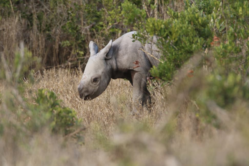 Junges Spitzmaulnashorn im Borana Conservancy. 