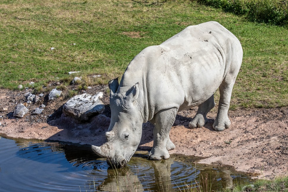 Nashornbulle Rami in der Lewa Savanne des Zoo Zürich