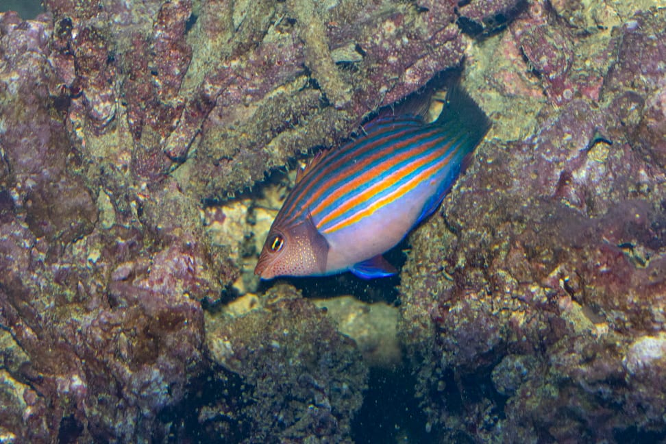 Sechsstreifen-Lippfisch im Aquarium des Zoo Zürich.