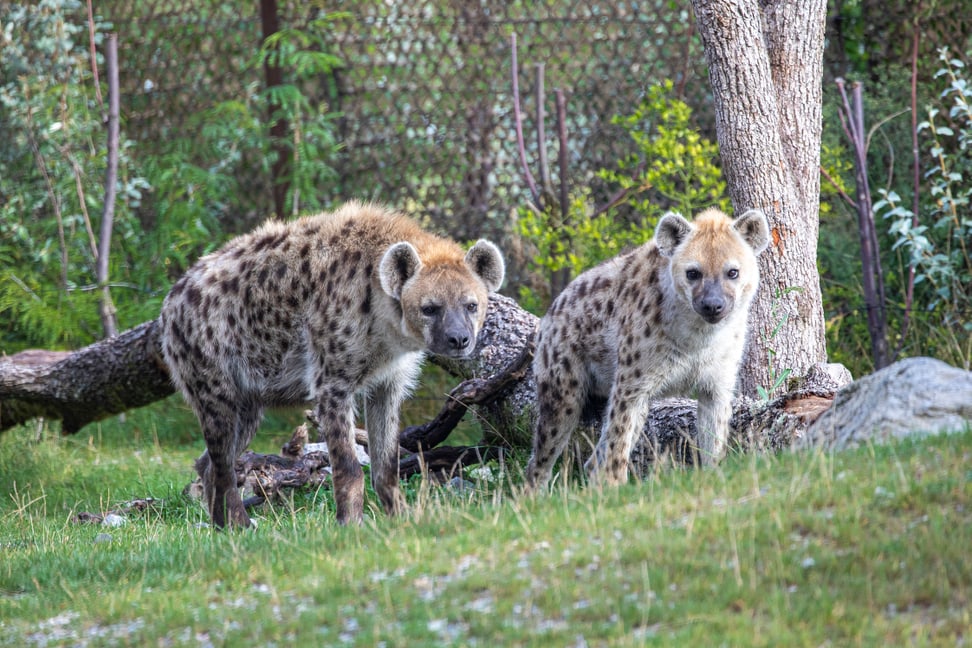 Tüpfelhyänen Masangao und Tesi in der Lewa Savanne des Zoo Zürich.