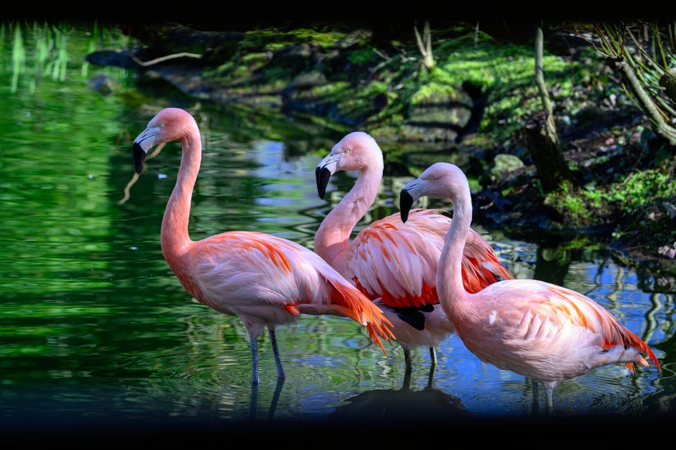 Chileflamingos in ihrer provisorischen Anlage auf der Vogelwiese.