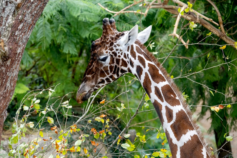 Netzgiraffenbulle Obi im Giraffenhaus der Lewa Savanne des Zoo Zürich.