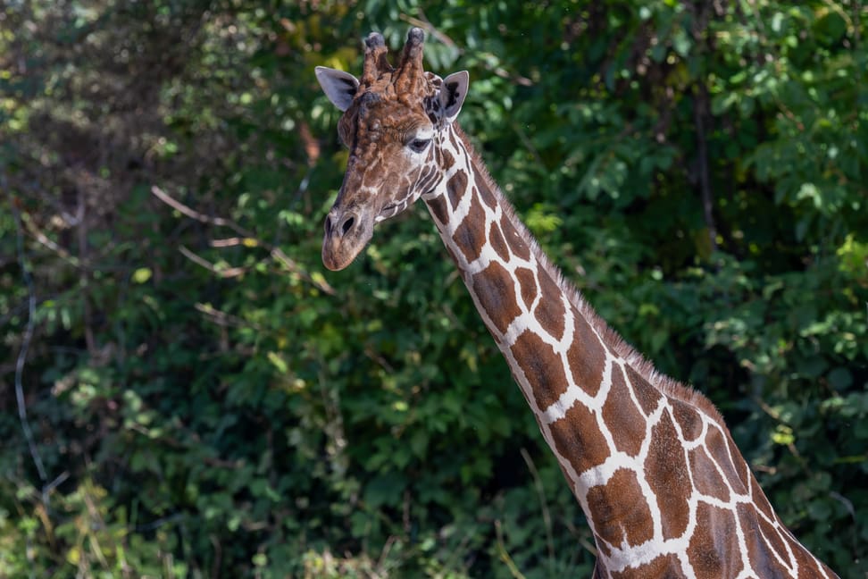 Giraffenbulle Obi, Kopf und Hals