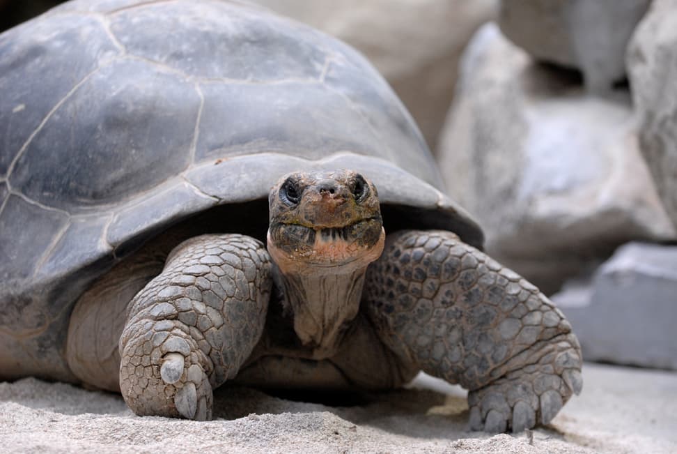 Galapagos-Riesenschildkröte Nigrita