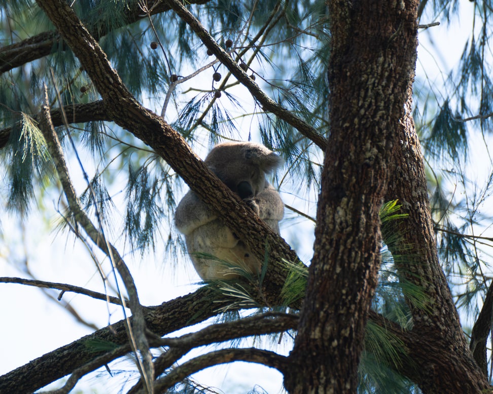 Koala in Australien.