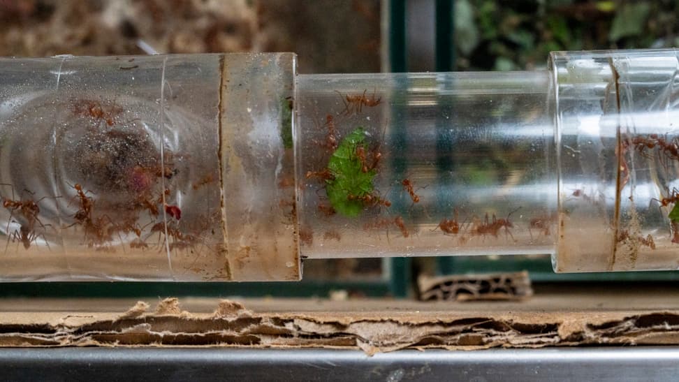 Blattschneiderameisen transportieren in der Forschungsstation Pflanzenmaterial zu ihrem Nest.