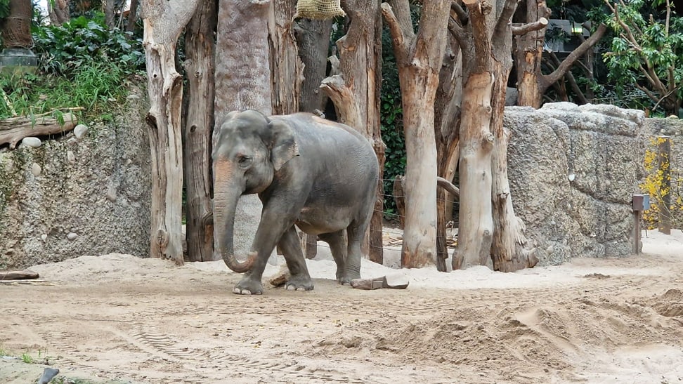 Asiatischer Elefant Panang in der Innenanlage des Kaeng Krachan Elefantenparks im Zoo Zürich.