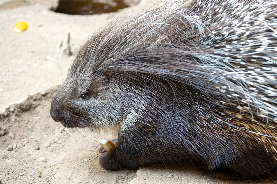 Ausgewachsenes Stachelschwein im Zoo Zürich. 