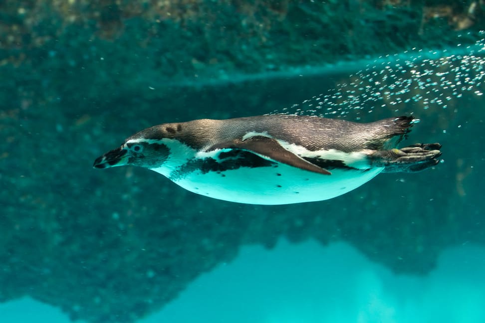 Humboldtpinguin im Zoo Zürich.
