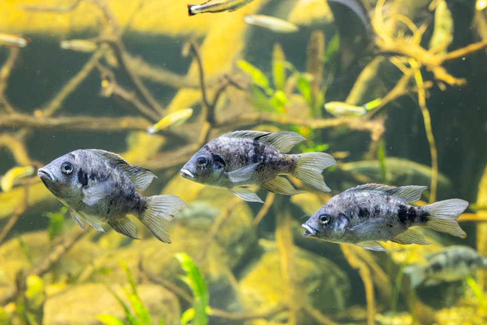 Sambirano-Buntbarsche im Zoo Zürich.