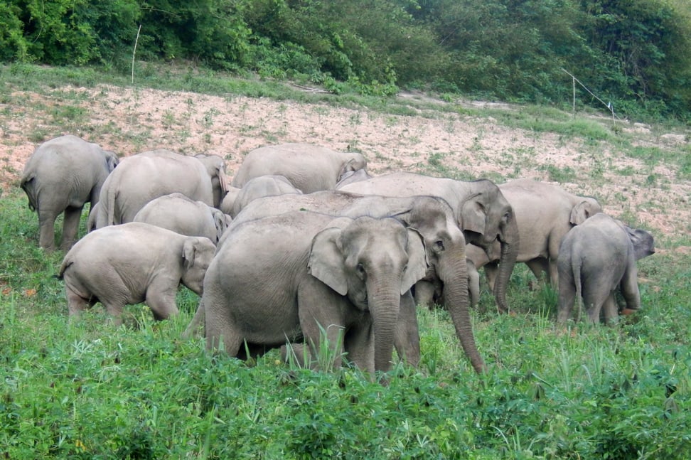 Asiatische Elefanten im Kaeng Krachan Nationalpark in Thailand