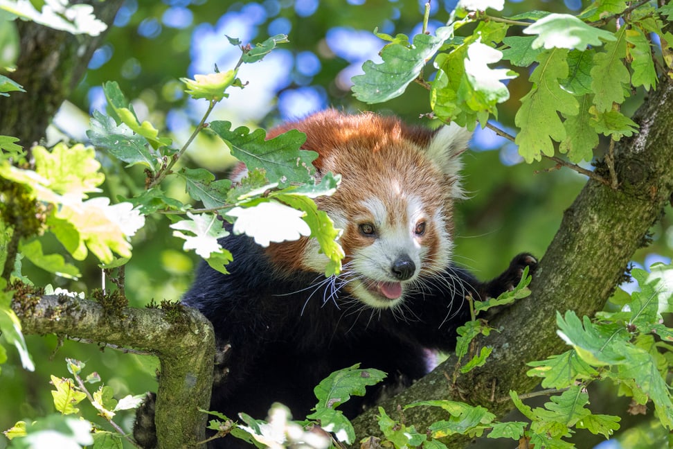 Kleiner Panda Tiang Tang im Zoo Zürich.
