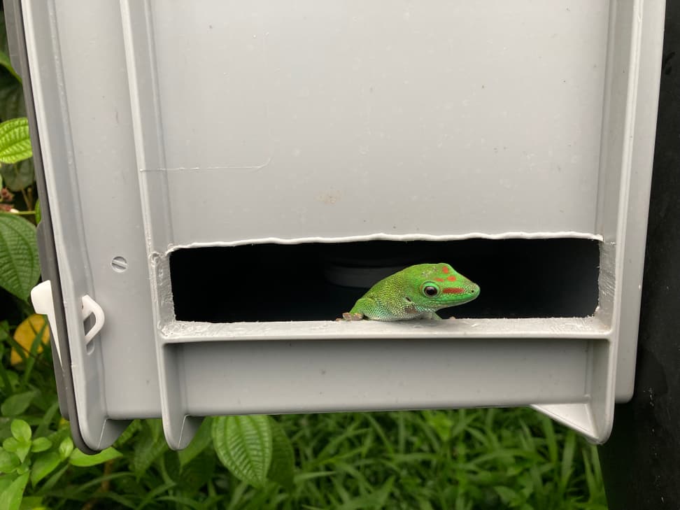 Grosser Madagaskar-Taggecko während des Experiments im Zoo Zürich.