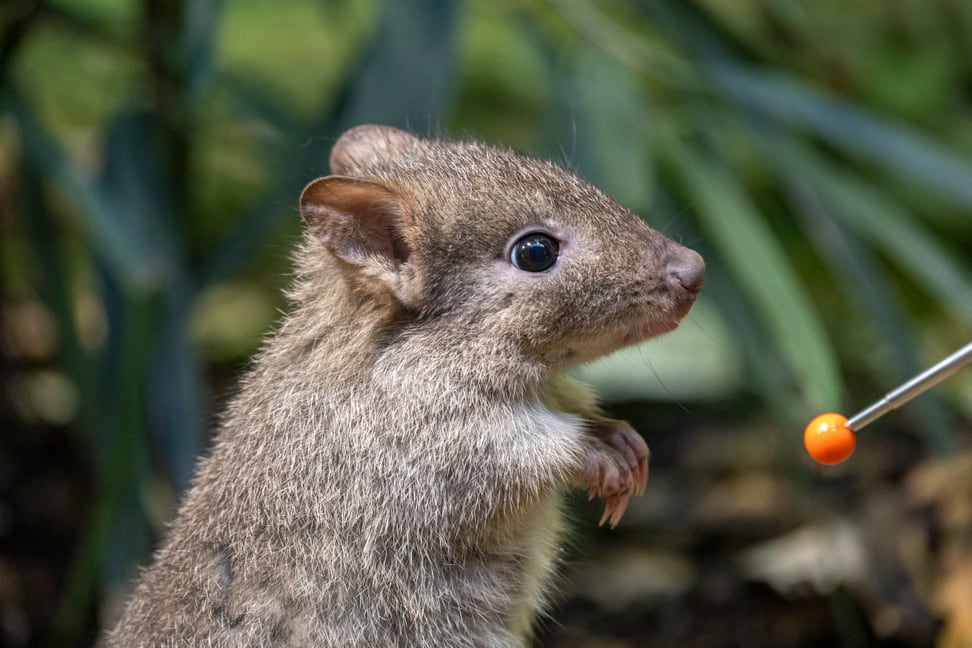 Ein Bürstenschwanz-Rattenkänguru beim Target-Training im Zoo Zürich.