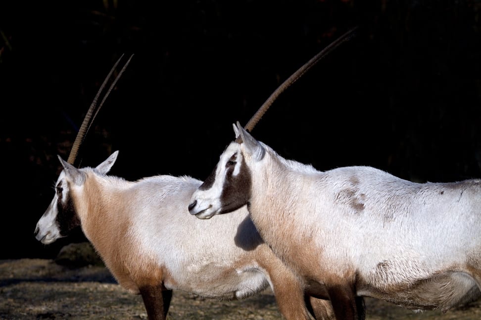Arabische Oryx im Zoo Zürich.