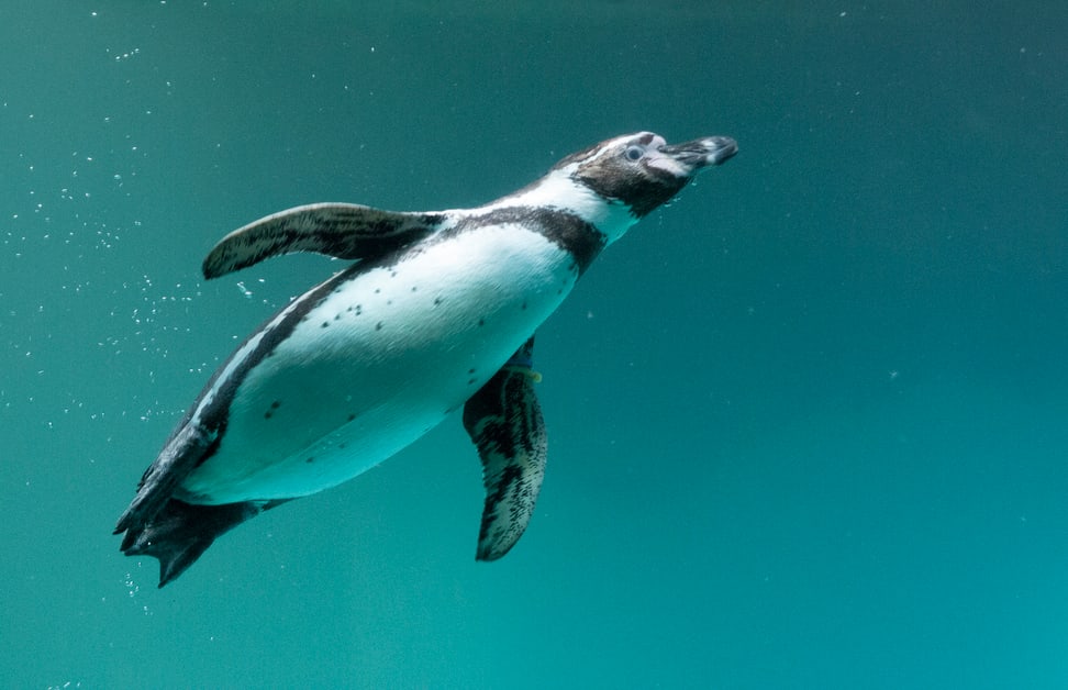 Humboldtpinguin im Zoo Zürich.