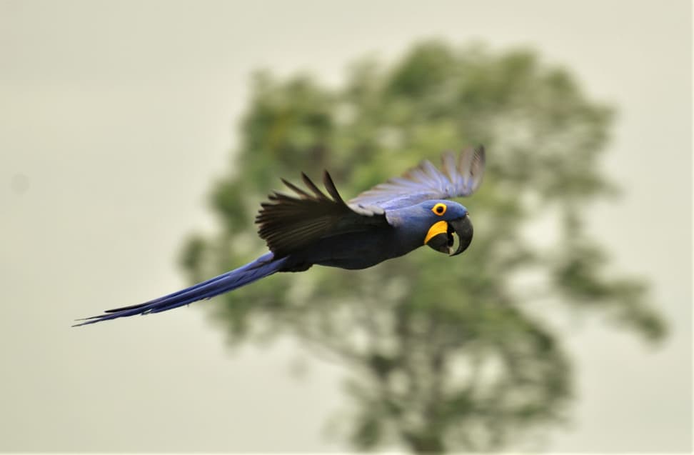 Hyazinthara im Flug