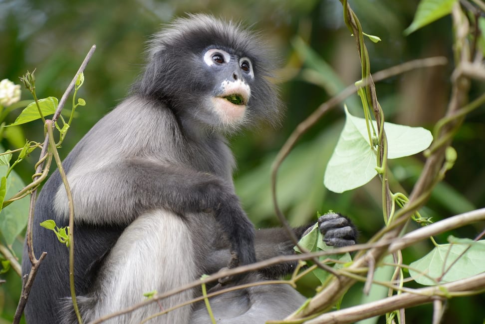 Südlicher Brillenlangur