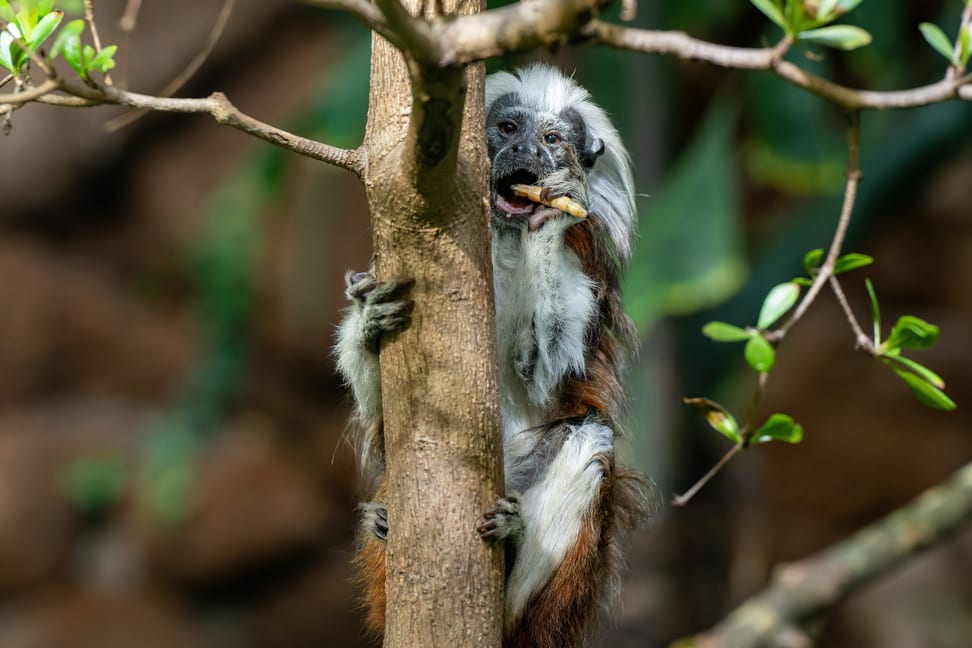 Lisztaffe im Zoo Zürich.