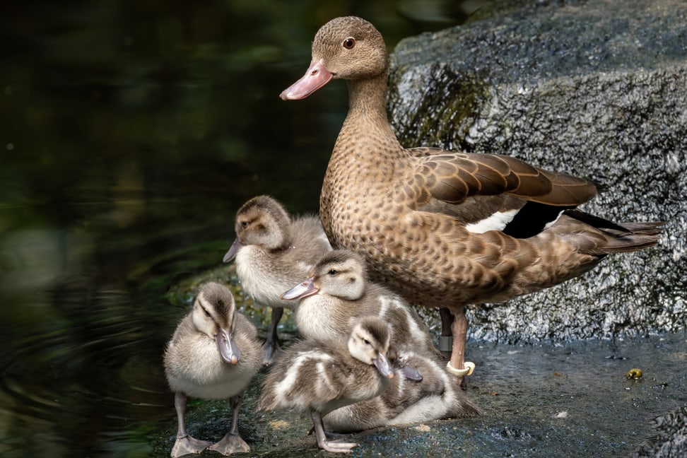 Bernierente mit Küken im Masoala Regenwald des Zoo Zürich.