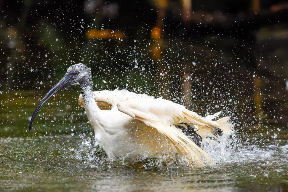 Hellaugenibis im Masoala Regenwald des Zoo Zürich.