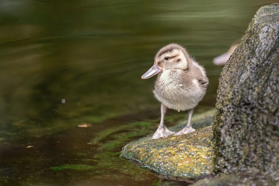 Bernierentenküken im Masosala Regenwald des Zoo Zürich.