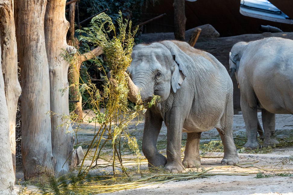 Elefantenweibchen Ceyla-Himali im Zoo Zürich