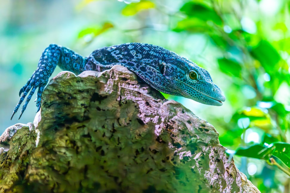 Blauer Baumwaran im Zoo Zürich.