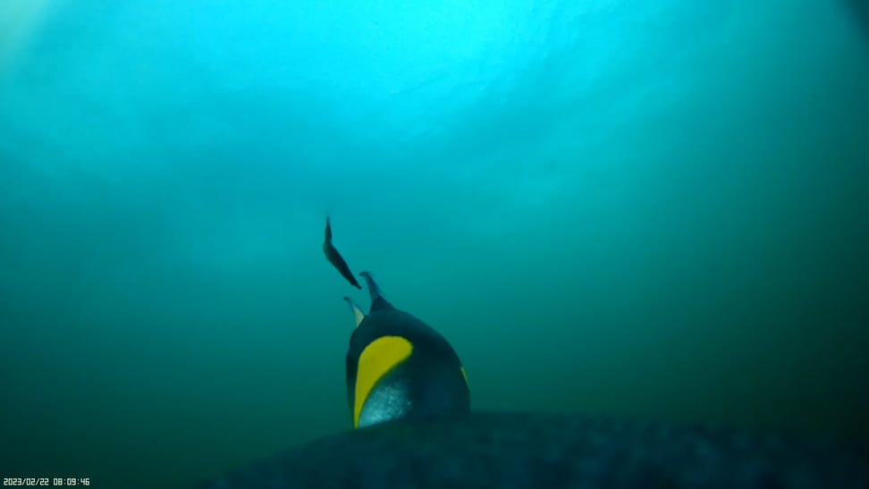 Ein Königspinguin frisst eine bereits tote Falkland-Sprotte.