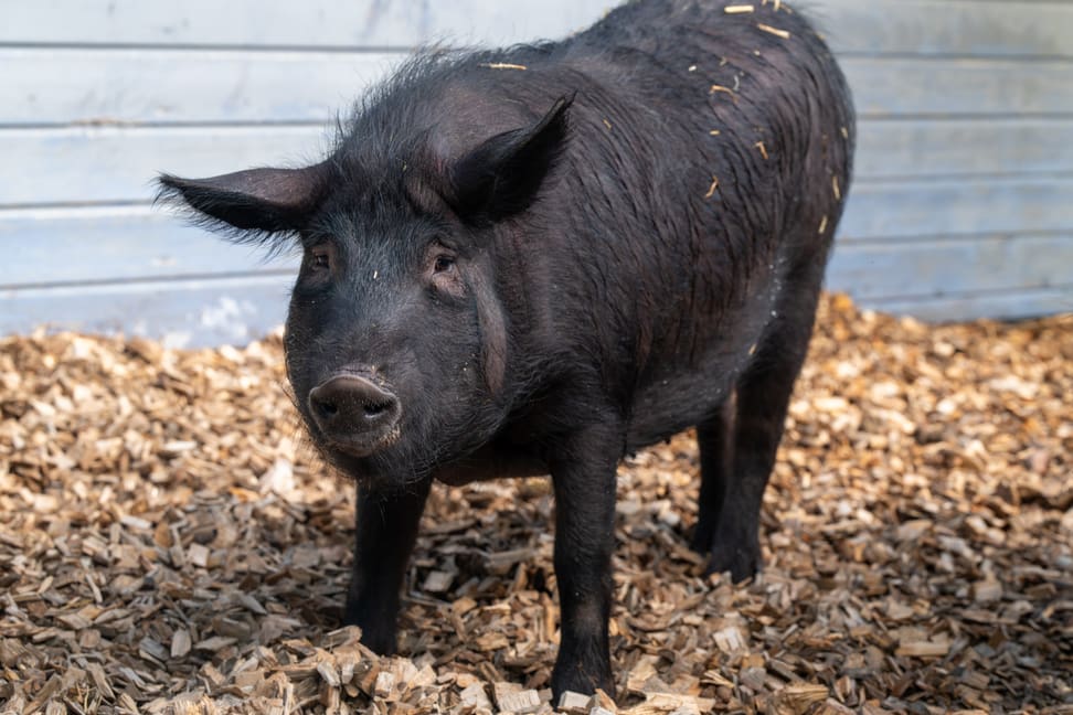 Schwarzes Alpenschwein im Zoolino des Zoo Zürich.