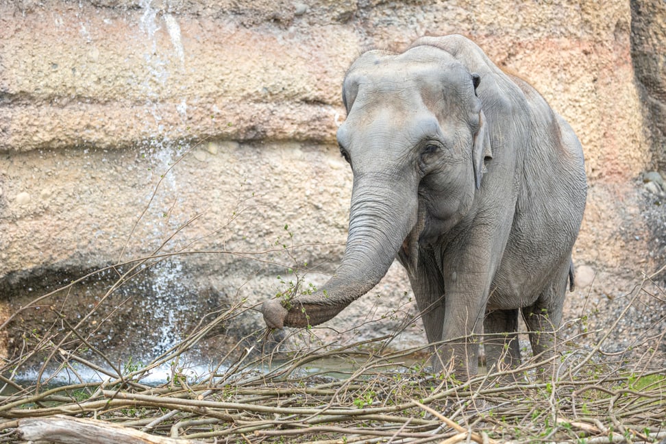 Ceyla-Himali im Kaeng Krachan Elefantenpark des Zoo Zürich.