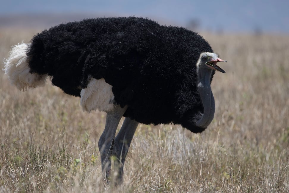 Strauss im Lewa Wildlife Conservancy in Lewa.