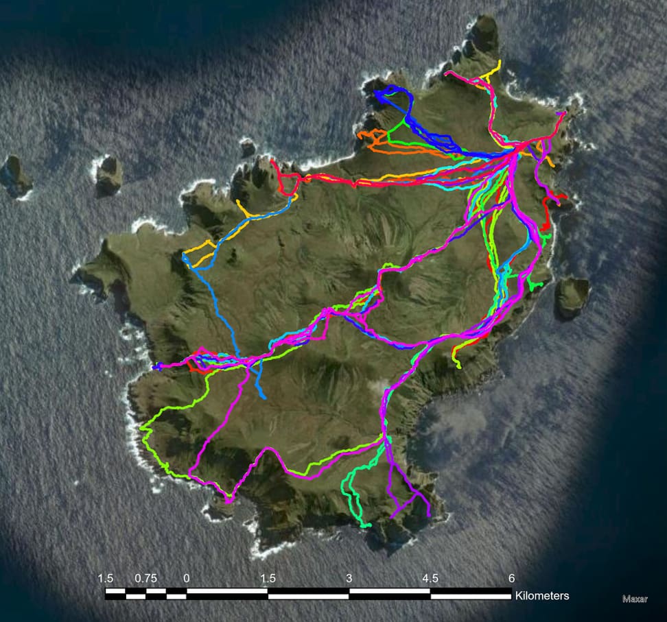 Expeditionskarte der Antipoden-Inseln mit GPS-Tracks des Forschungsteams.