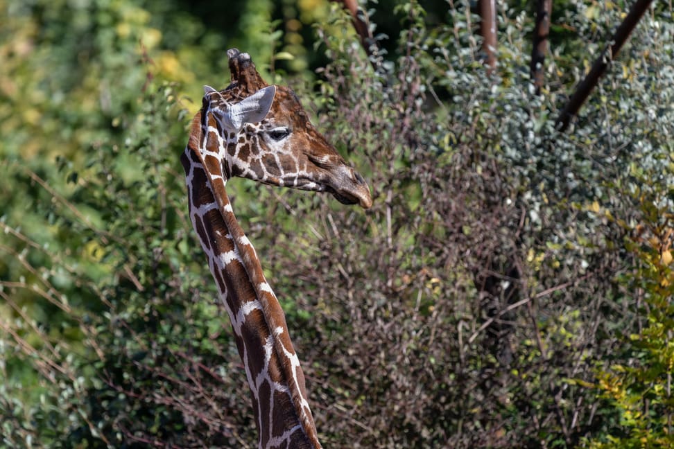 Netzgiraffenbulle Obi in der Lewa Savanne des Zoo Zürich.