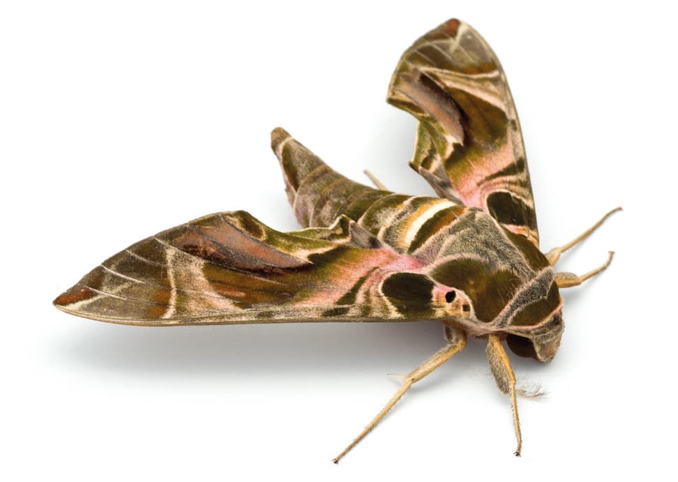 Nachtfalter Daphnis kitchingi (Haxaire & Melichar, 2011) aus dem Buch «Magic Eyes of Madagascar» von Armin Dett.