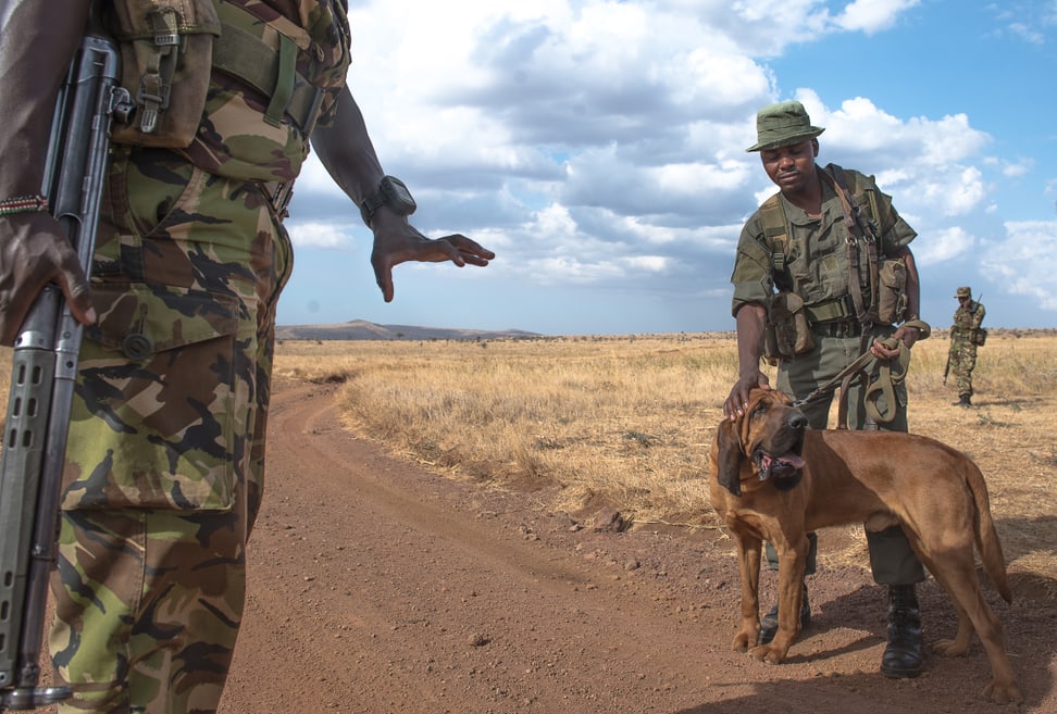 Tracker Dogs der Anti-Wilderer-Einheit im Lewa Wildlife Conservancy.