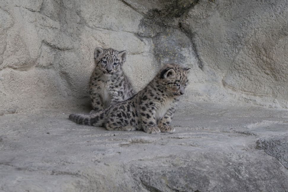 Zwei junge Schneeleoparden im Zoo Zürich.