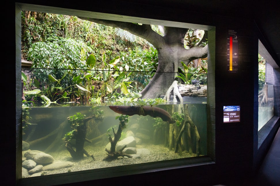 Zitteraal im Aquarium des Zoo Zürich.
