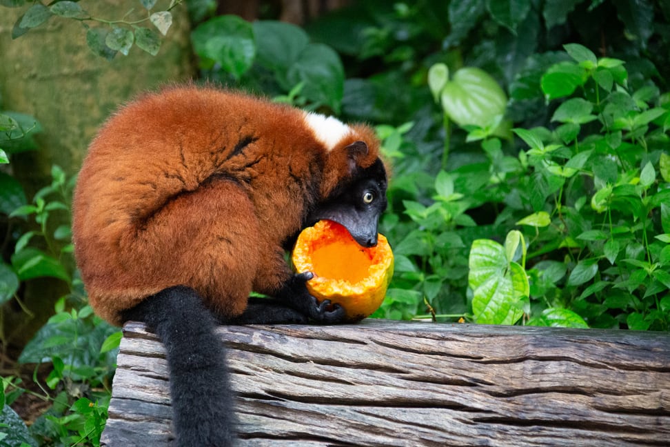 Roter Vari frisst Papaya im Masoala Regenwald des Zoo Zürich.