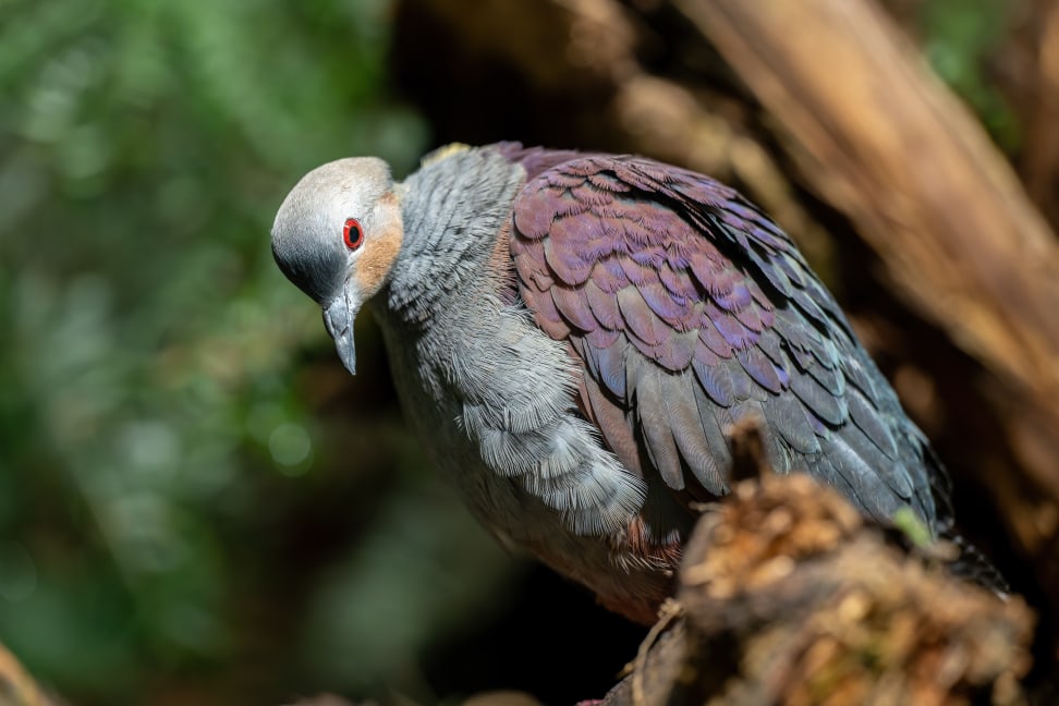 Jamaika-Erdtaube im Zoo Zürich.