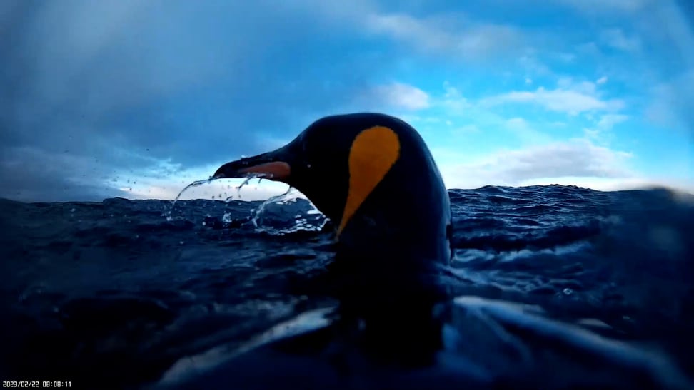 Aufnahme eines Feuerland-Königspinguins im Wasser.