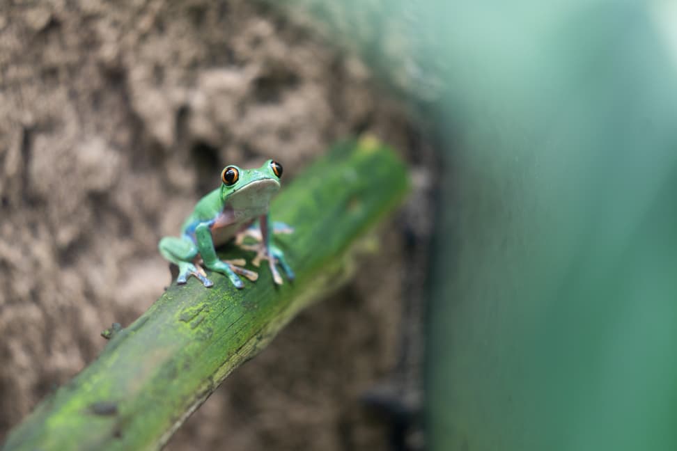 Orangeaugen-Laubfrosch im Zoo Zürich