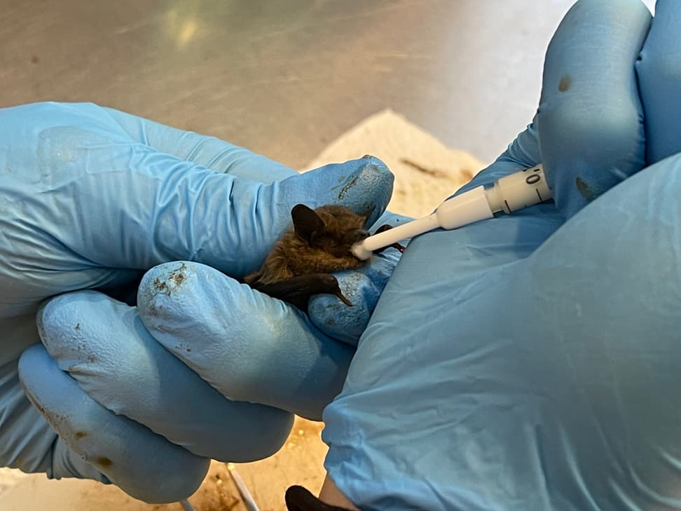 Fütterung einer Zwergfledermaus in der Fledermaus-Notpflegestation.