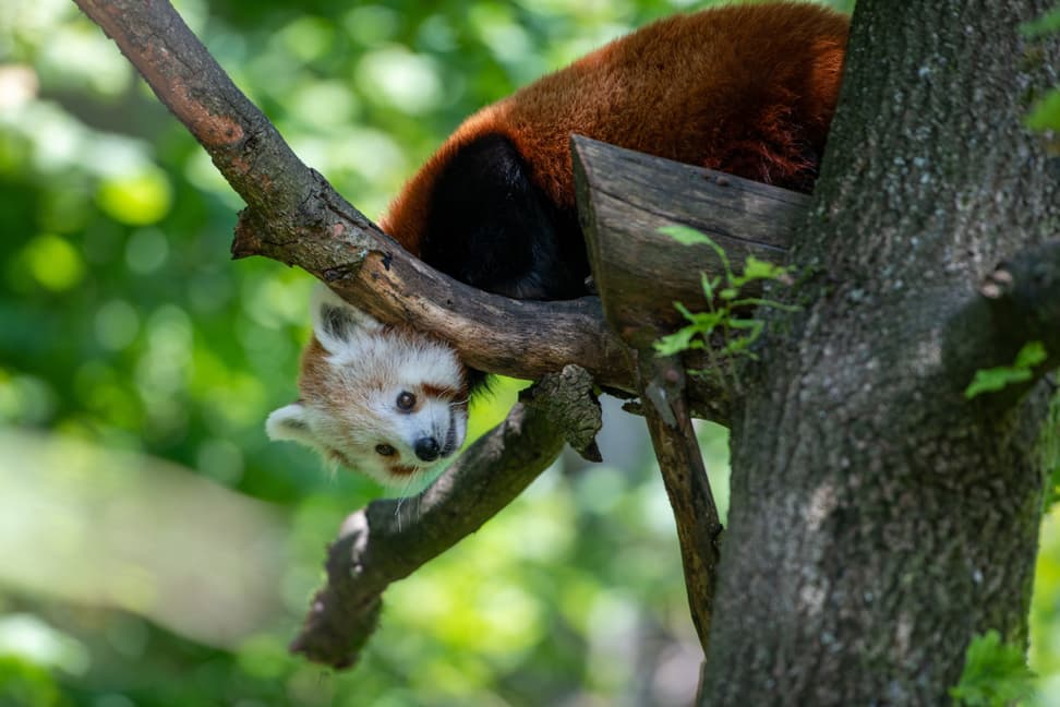 Kleiner Panda Siddhi zum ersten Mal in der Anlage.