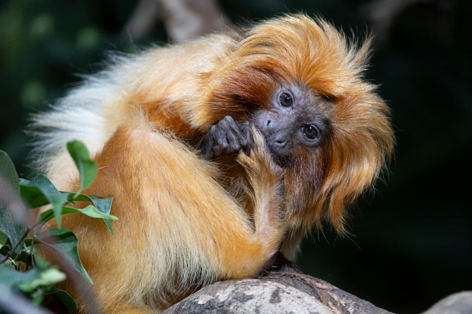 Goldgelbes Löwenäffchen im Zoo Zürich.