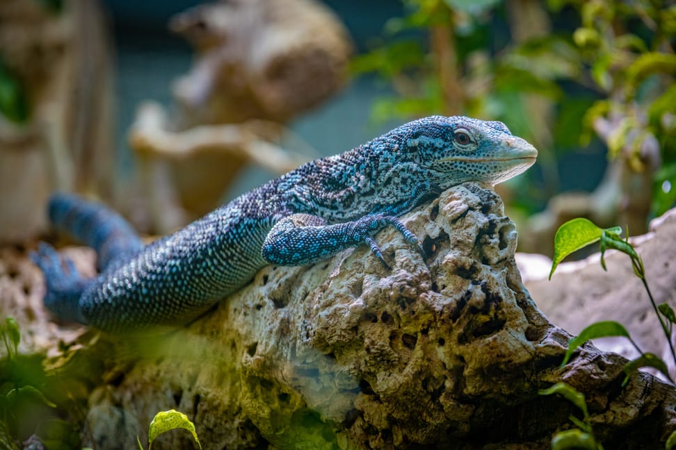 Blauer Baumwaran im Zoo Zürich.