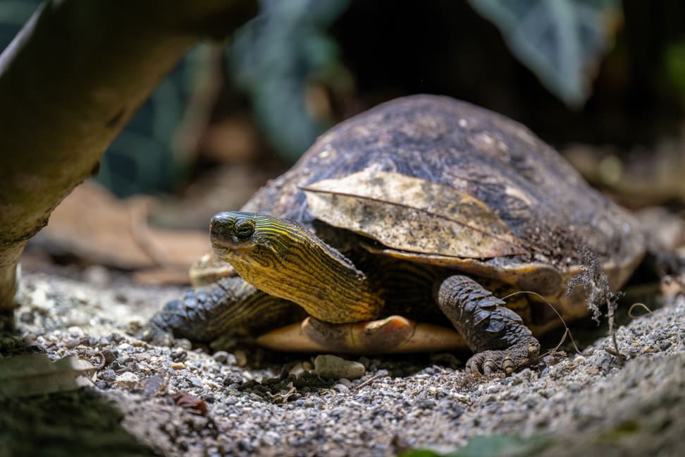 Chinesische Streifenschildkröte
