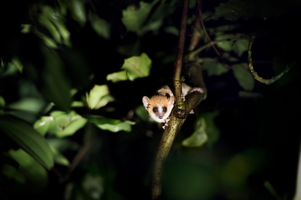 Goodman-Mausmaki bei Nacht im Masoala Regenwald im Zoo Zürich. 