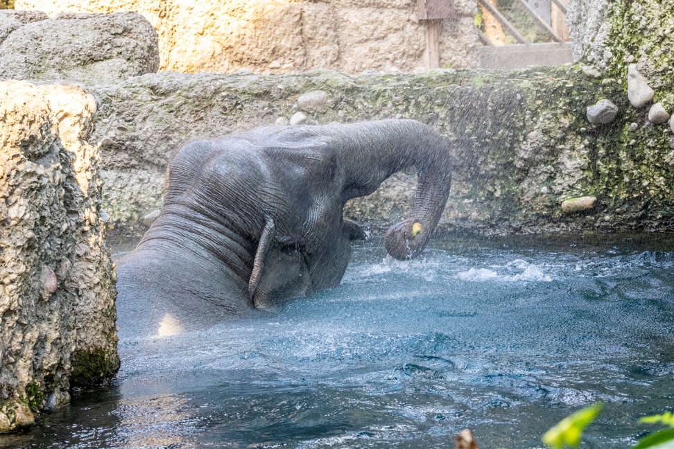 Farha beim Baden