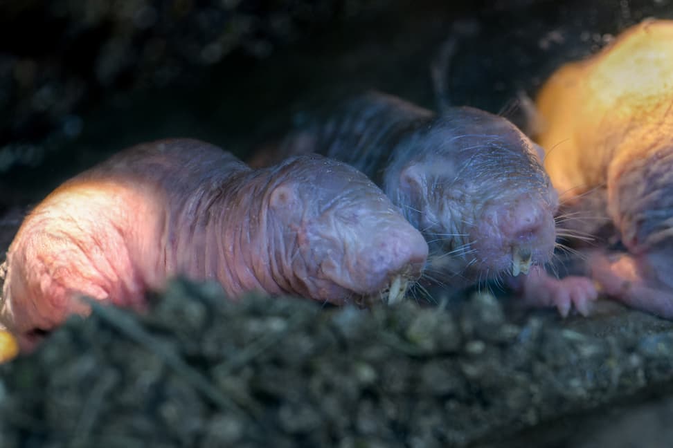 Nacktmulle im Zoo Zürich.